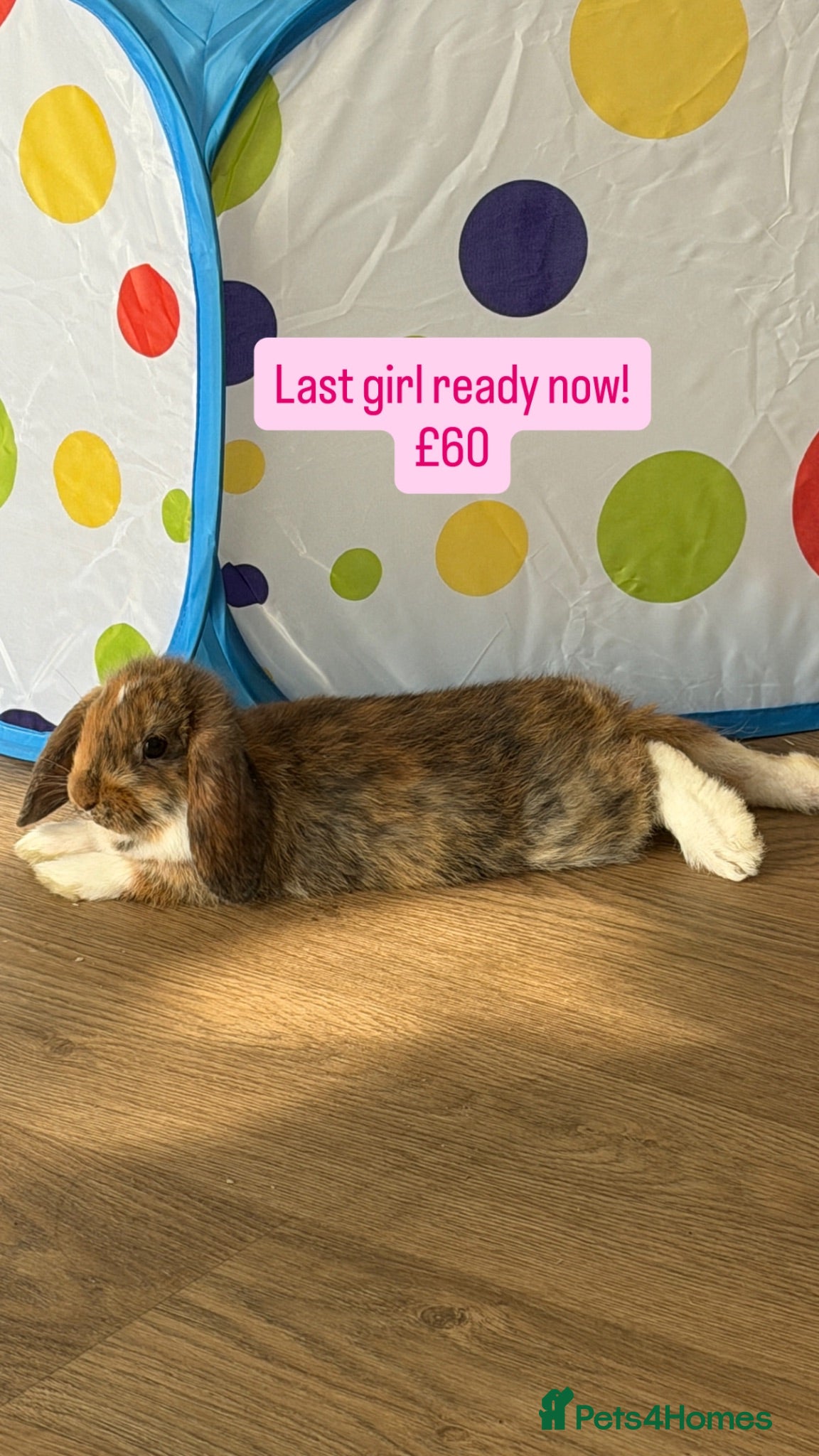 Mini Lop rabbits beautiful girl mini lop rdy now! Babies available  - Advert 19