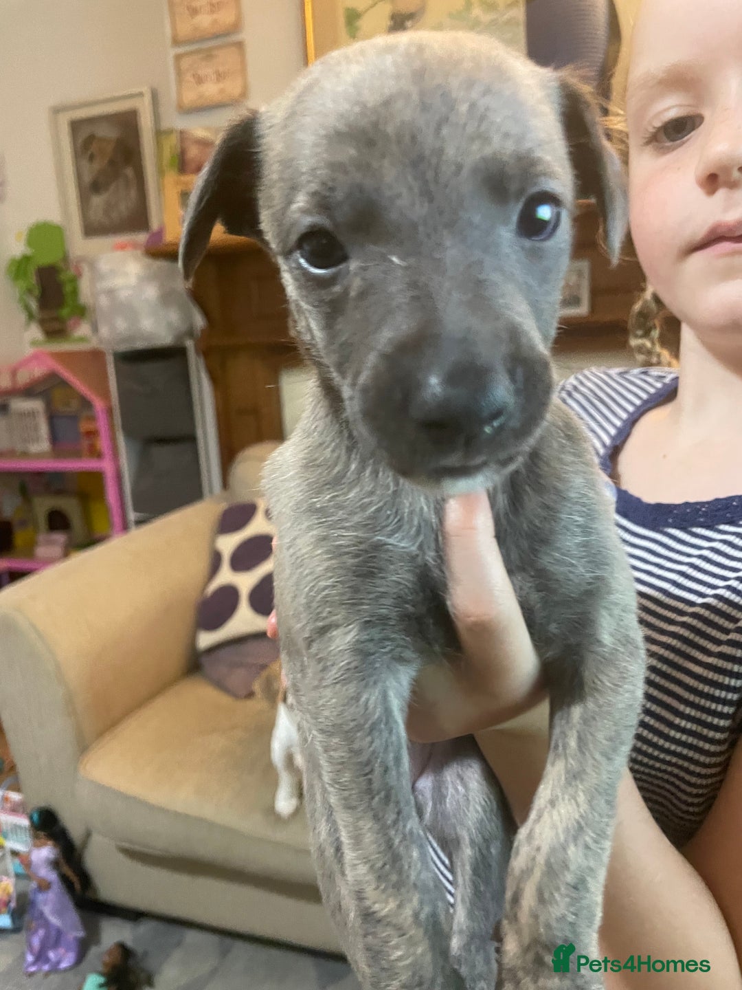 Whippet dogs for sale: Adorable home bred KC whippets - Image 27