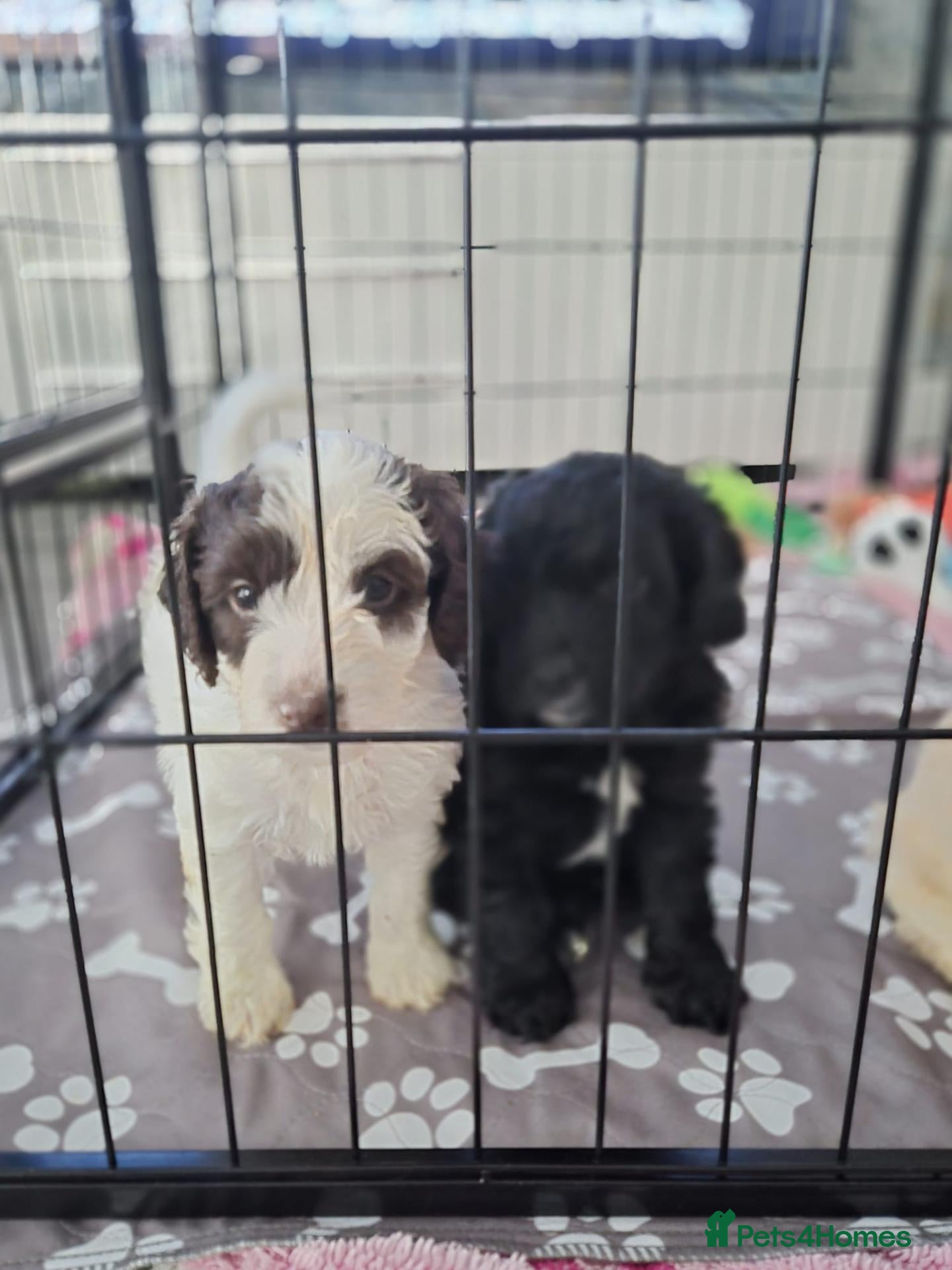 Cockapoo dogs ✨️ F1 COCKAPOO PUPPIES ✨️ - Advert 2