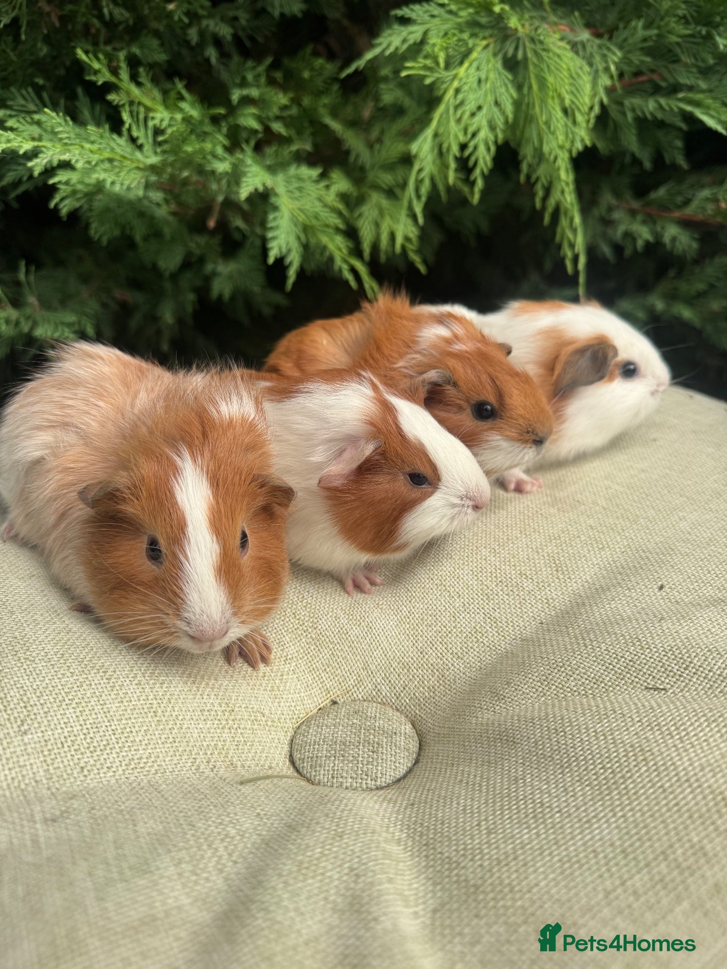 Guinea Pig rodents Beautiful baby boys - Advert 13