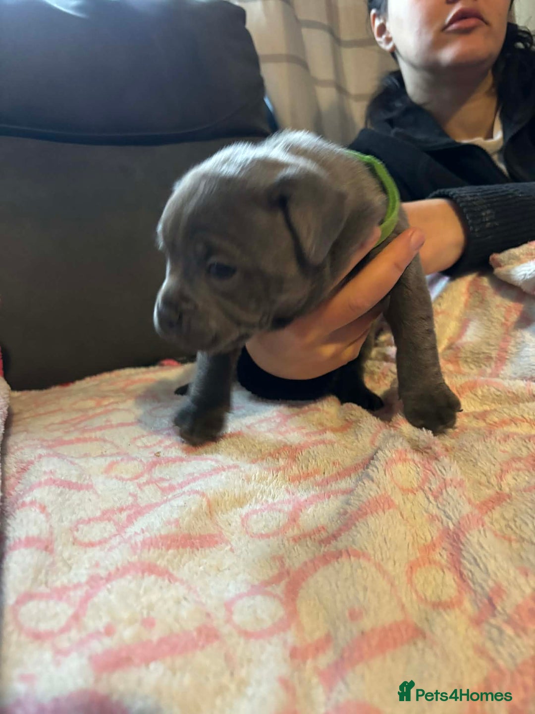 Staffordshire Bull Terrier dogs for sale: Two male four female - Advert 5
