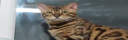 Bengal cats for sale: Stunning Stud - Advert 2