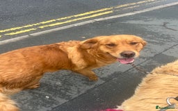 Golden Retriever dogs for sale: Foxy red golden retriever  - Image 3
