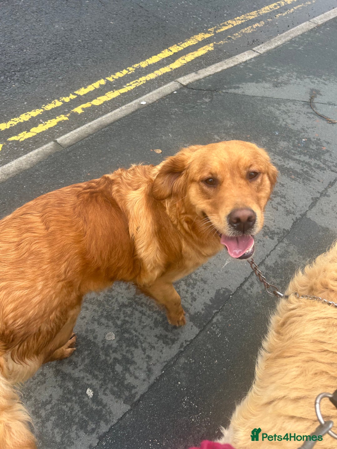 Golden Retriever dogs for sale: Foxy red golden retriever  - Image 3