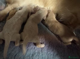 Miniature Dachshund dogs Two kennel club pra clear dachshund boys Longhair - Advert 6
