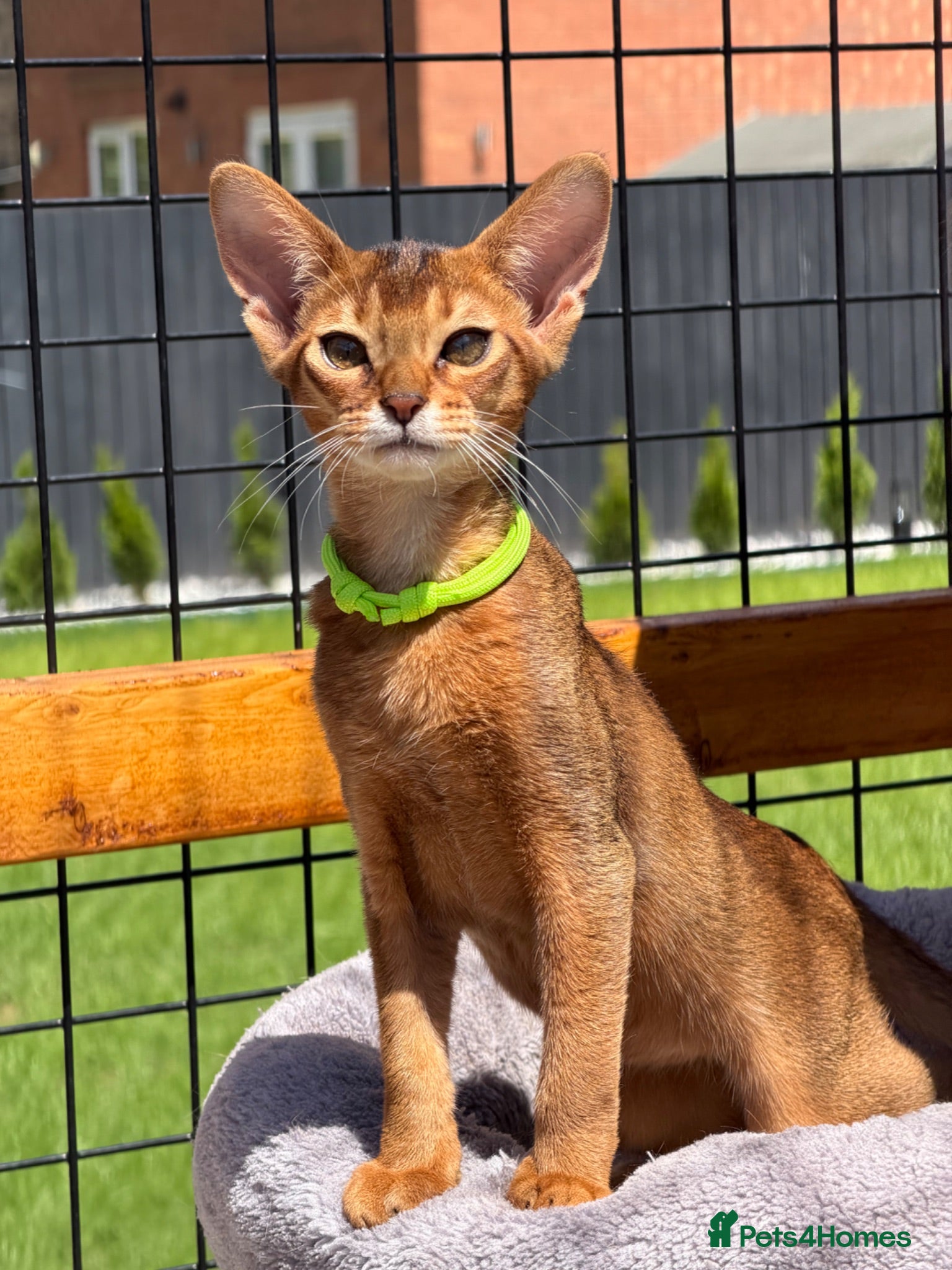 Abyssinian cats Pure breed Abyssinian kitten GCCF registered  - Advert 2