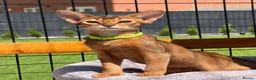 Abyssinian cats for sale: LAST BOY😻 - Advert 8