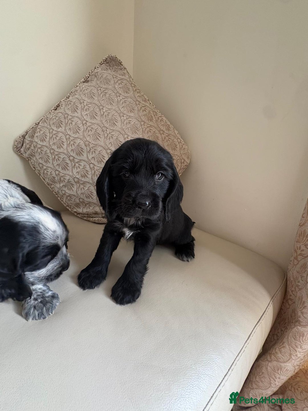 Cocker Spaniel dogs for sale: blue roam cocker spaniels - Image 16