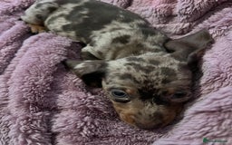 Dachshund dogs for sale: Beautiful miniature dachshunds  - Image 9