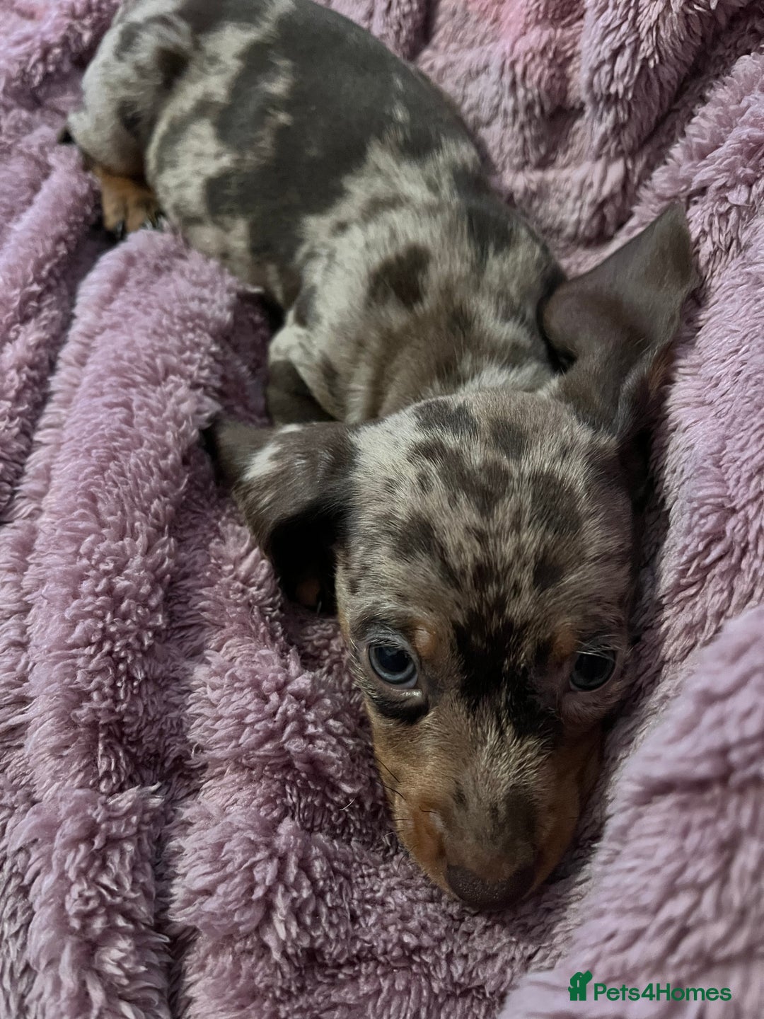 Dachshund dogs for sale: Beautiful miniature dachshunds  - Image 9