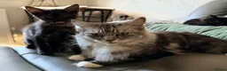 Maine Coon cats for sale: Maine Coon  - Advert 6