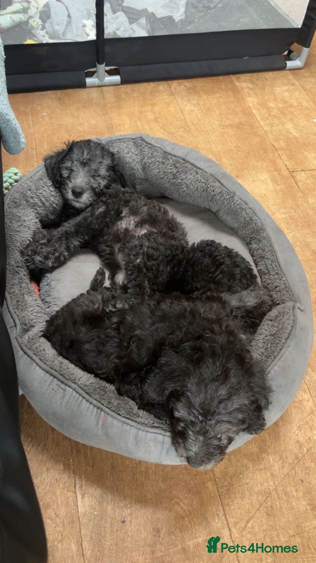 Bedlington Terrier dogs for sale: Bedlington terrier puppies  - Advert 3