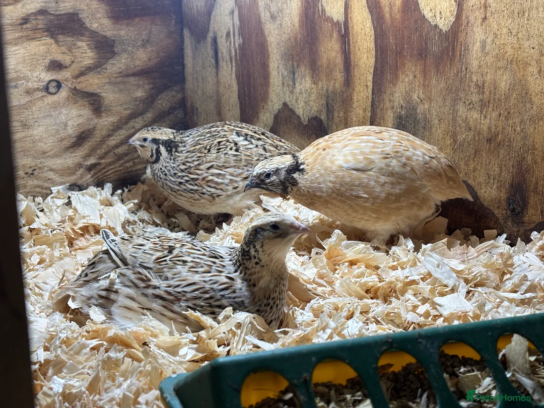 Quail poultry for sale: Quail Hatching Eggs etc  in South Molton - Advert 4