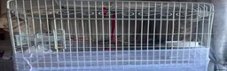 Budgerigars birds for sale: 2 mixed colour budgies for sale, with cage. in West Malling - Advert 9