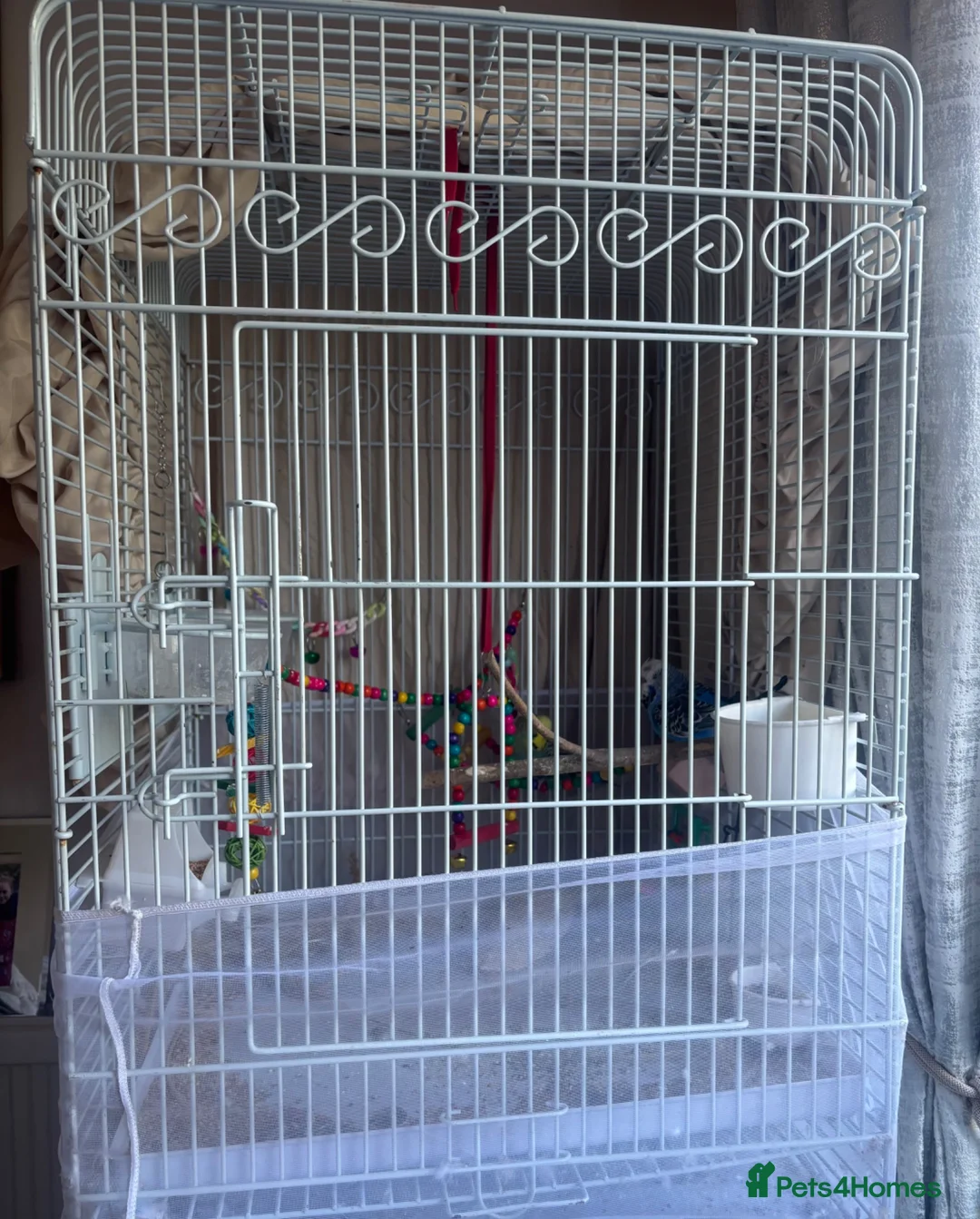 Budgerigars birds for sale: 2 mixed colour budgies for sale, with cage. in West Malling - Advert 9