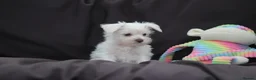 Miniature Schnauzer dogs for sale: 🐾 CHOCOLATE GENE KC MINIATURE SCHNAUZER 🐾 - Advert 11