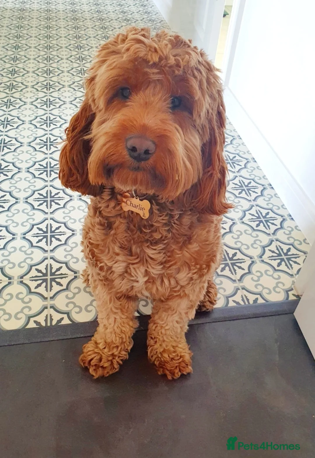 Cockapoo dogs for stud: Proven DNA tested red F1 Cockapoo Charlie for Stud in Milton Keynes - Advert 21