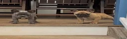 French Bulldog dogs for sale: French Bulldog Puppies for sale - blue left - Advert 2