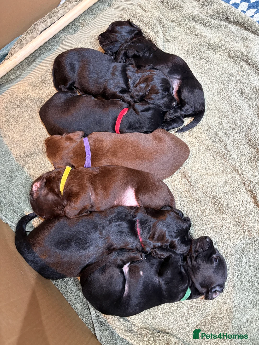 Mixed Breed dogs for sale: Doxiepoos - Advert 10