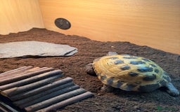 Tortoise reptiles for sale: Male Horsefield tortoise  - Image 2