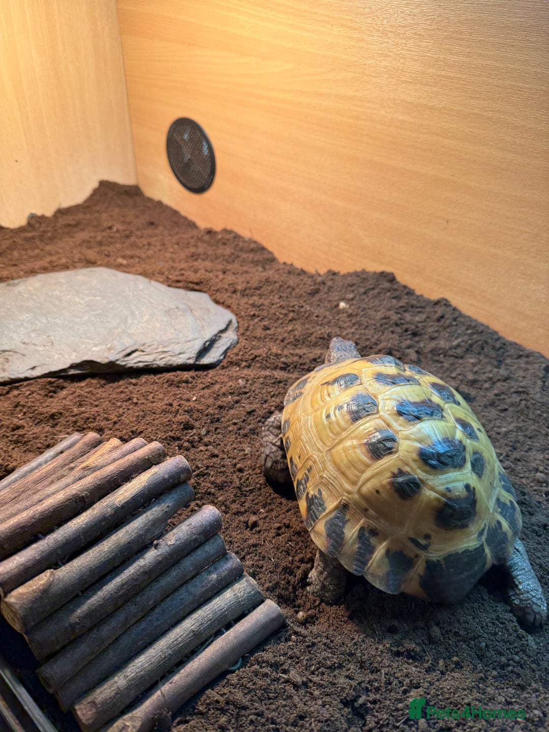 Tortoise reptiles for sale: Male Horsefield tortoise  - Image 2