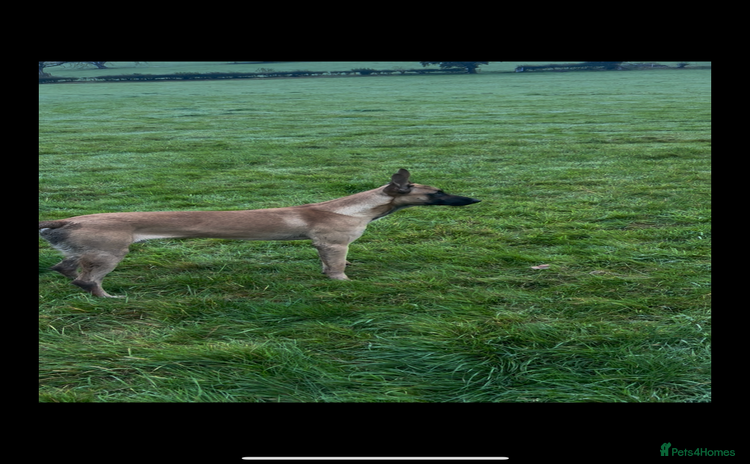 Belgian Shepherd Dog dogs - Advert 2