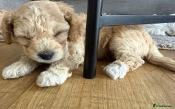 Cavapoo dogs for sale: 1 Female 4 Male - Image 6