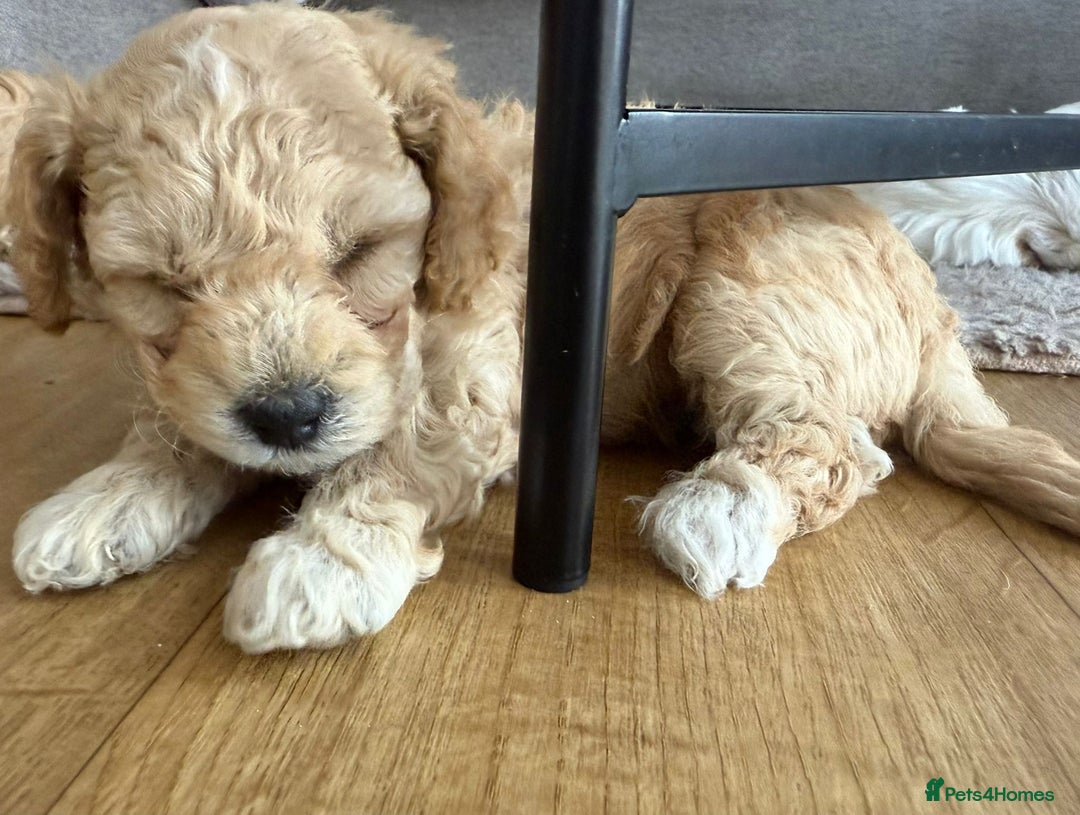 Cavapoo dogs for sale: 1 Female 4 Male - Image 6