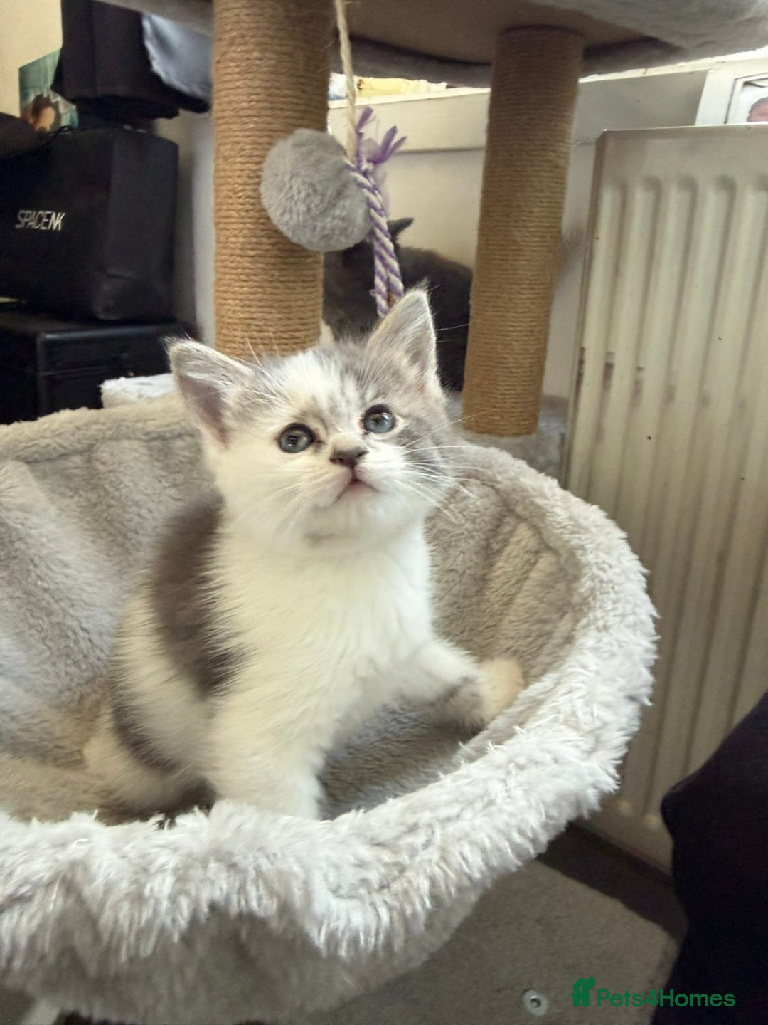 Mixed Breed cats for sale: Grey Kittens🐾🤍 - Advert 12