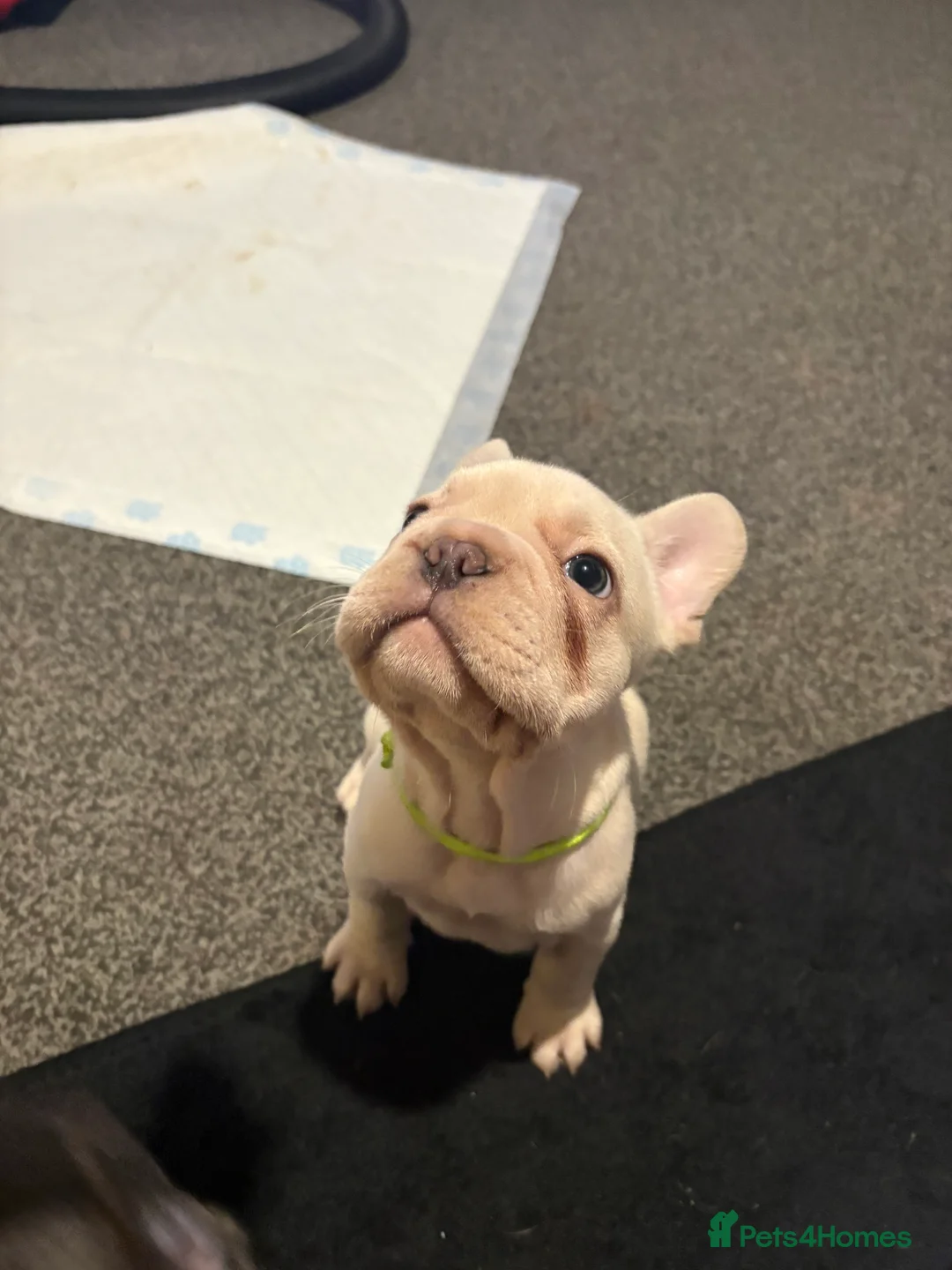 French Bulldog dogs for sale: Last 2 french bulldog pups available  - Advert 8