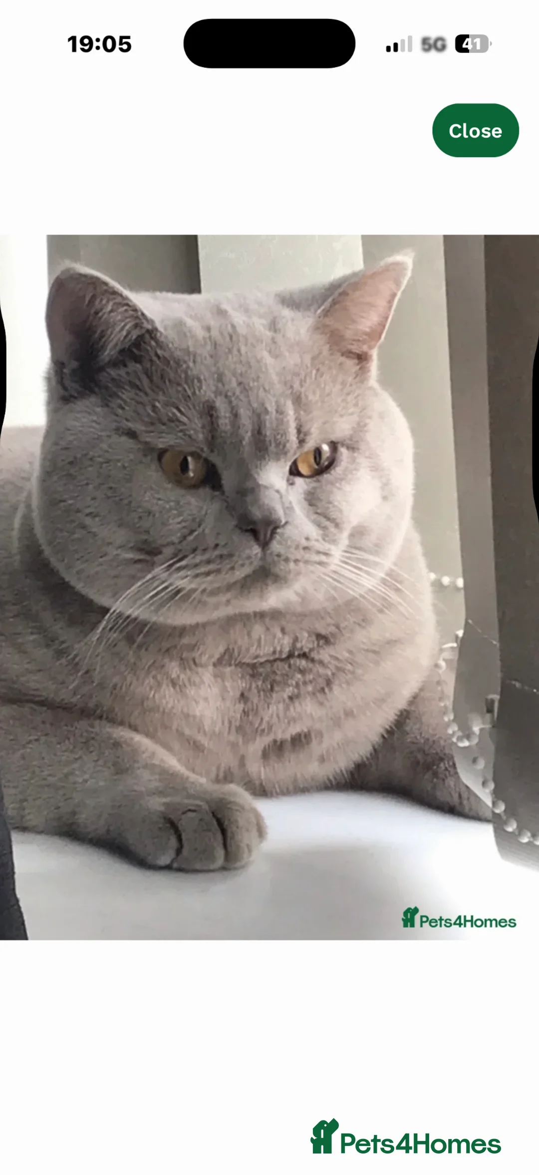 British Shorthair cats for sale: Beautiful pedigree British Shorthair kittens - Advert 2