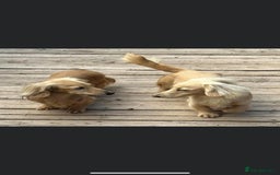 Miniature Dachshund dogs for sale: Long hair cream dachshund puppies  - Image 10