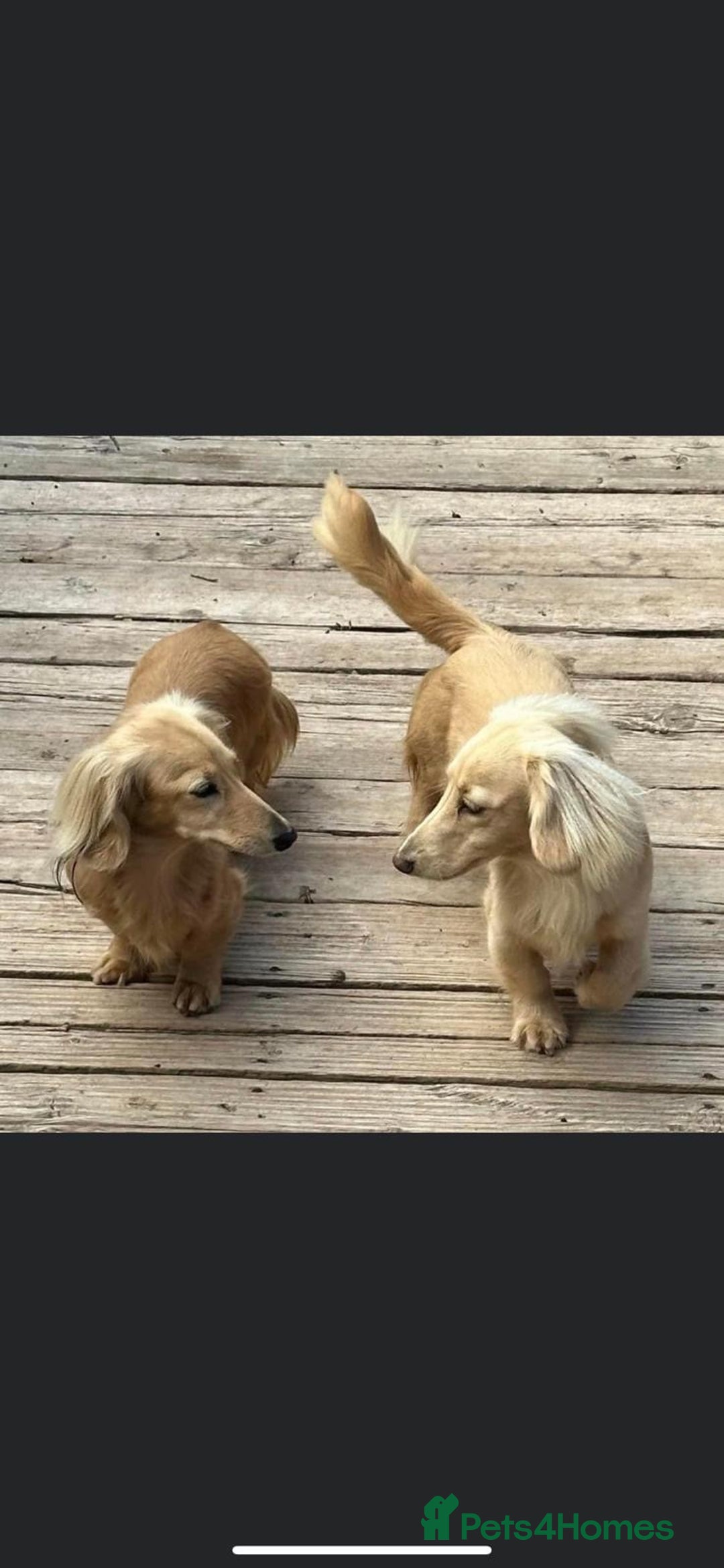 Miniature Dachshund dogs for sale: Long hair cream dachshund puppies  - Image 10