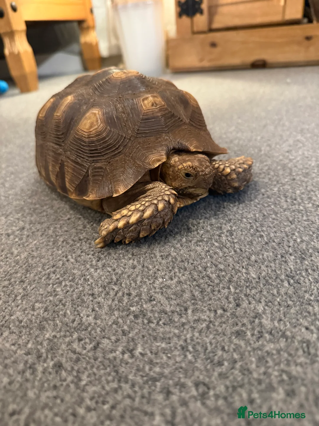 Tortoise reptiles for sale: Full tortoise setup and tortoise  - Advert 3