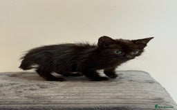 Mixed Breed cats for sale: Mother Cat & Female Kitten Looking for Loving Home - Image 4