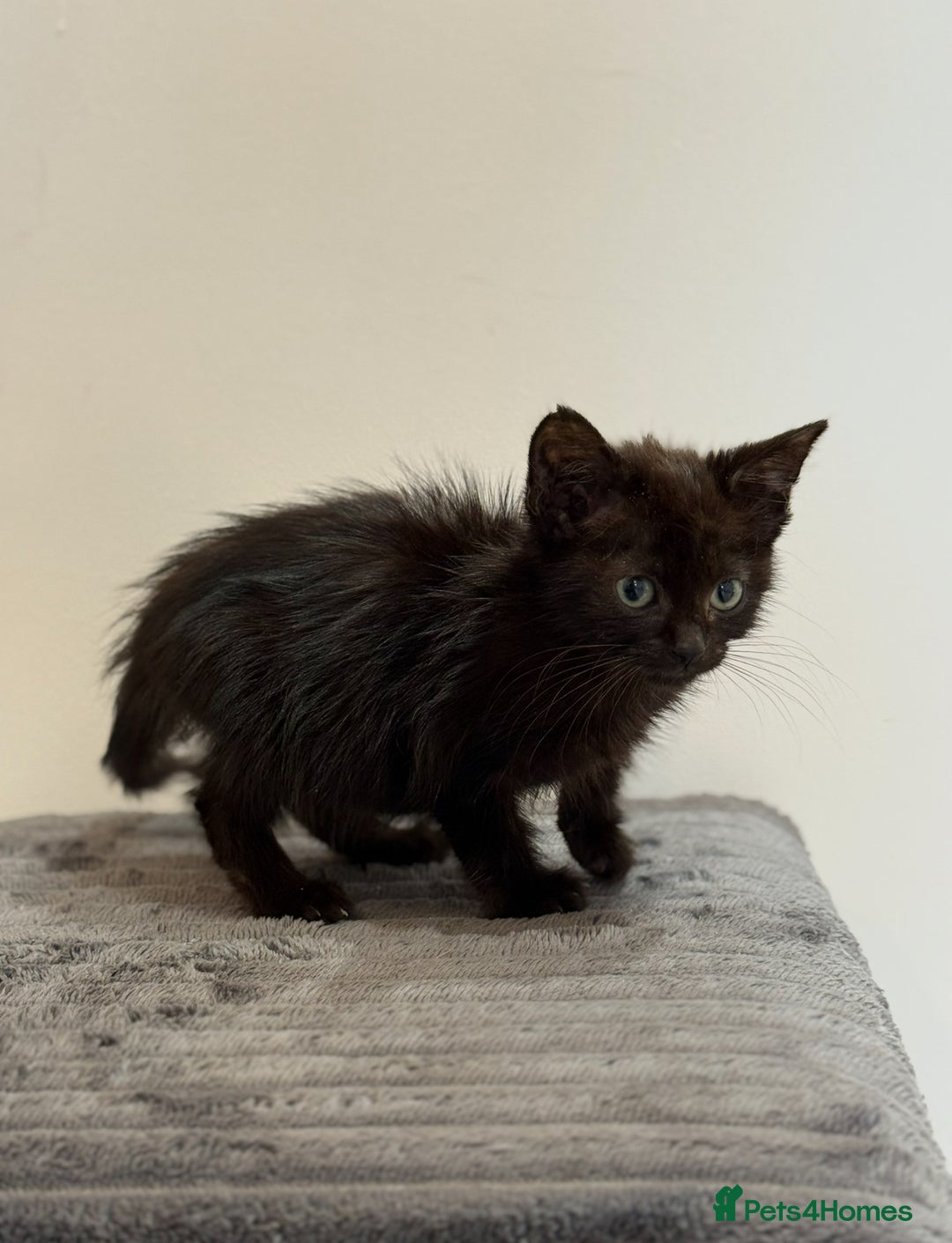 Mixed Breed cats for sale: Mother Cat & Female Kitten Looking for Loving Home - Image 4