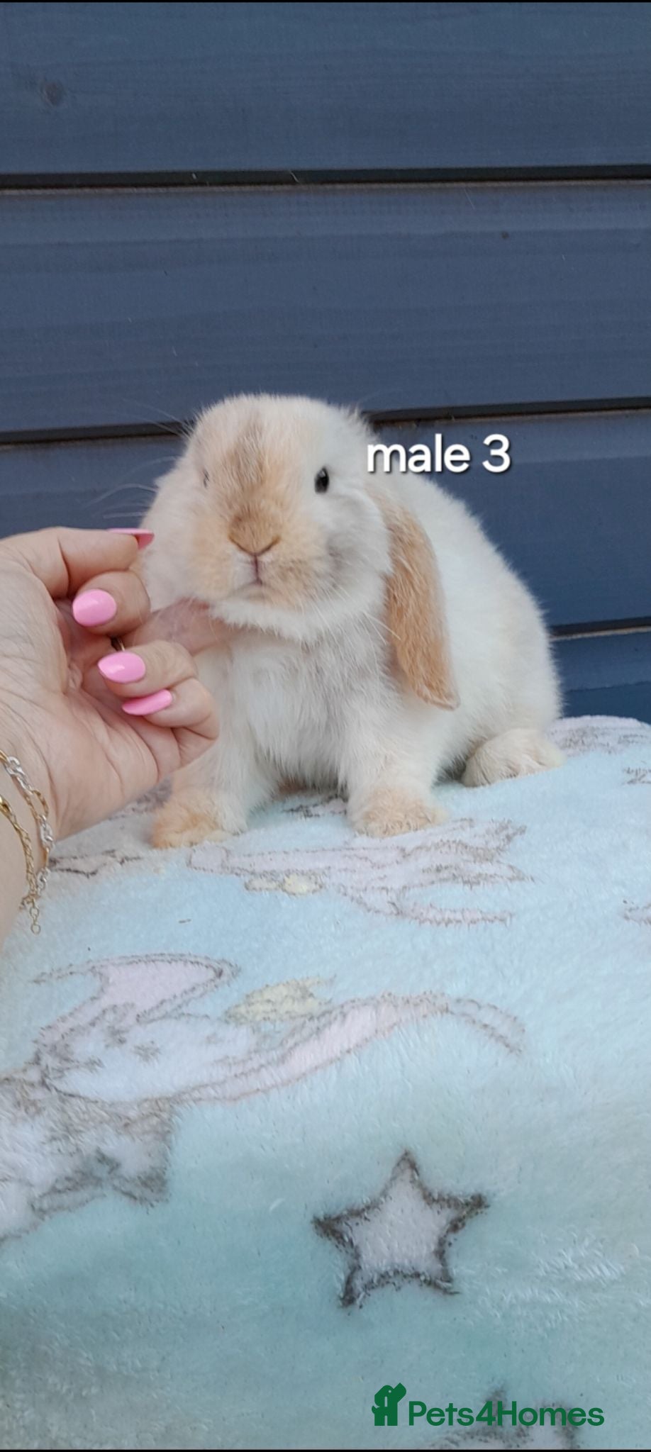 Mini Lop rabbits Beautiful purebred mini lops  - Advert 1