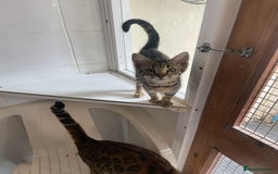 Bengal cats for sale: Bengal kittens - Image 16