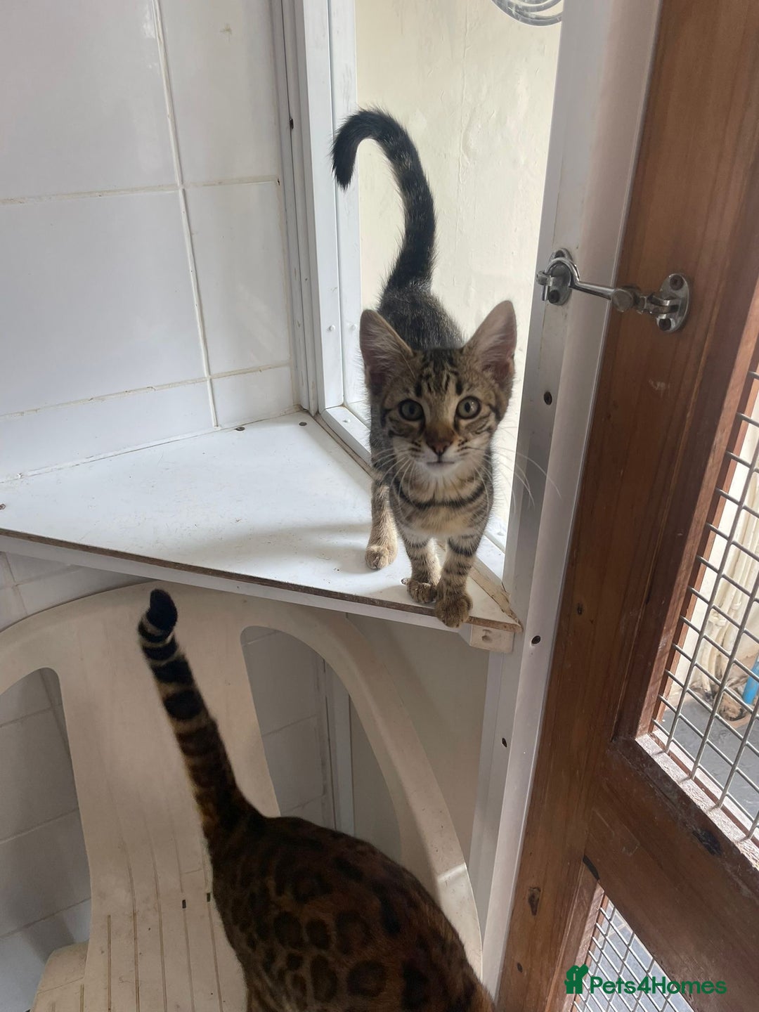 Bengal cats for sale: Bengal kittens - Image 16