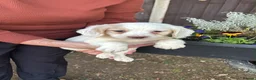 Cocker Spaniel dogs for sale: Working Cocker spaniel puppies  - Advert 2
