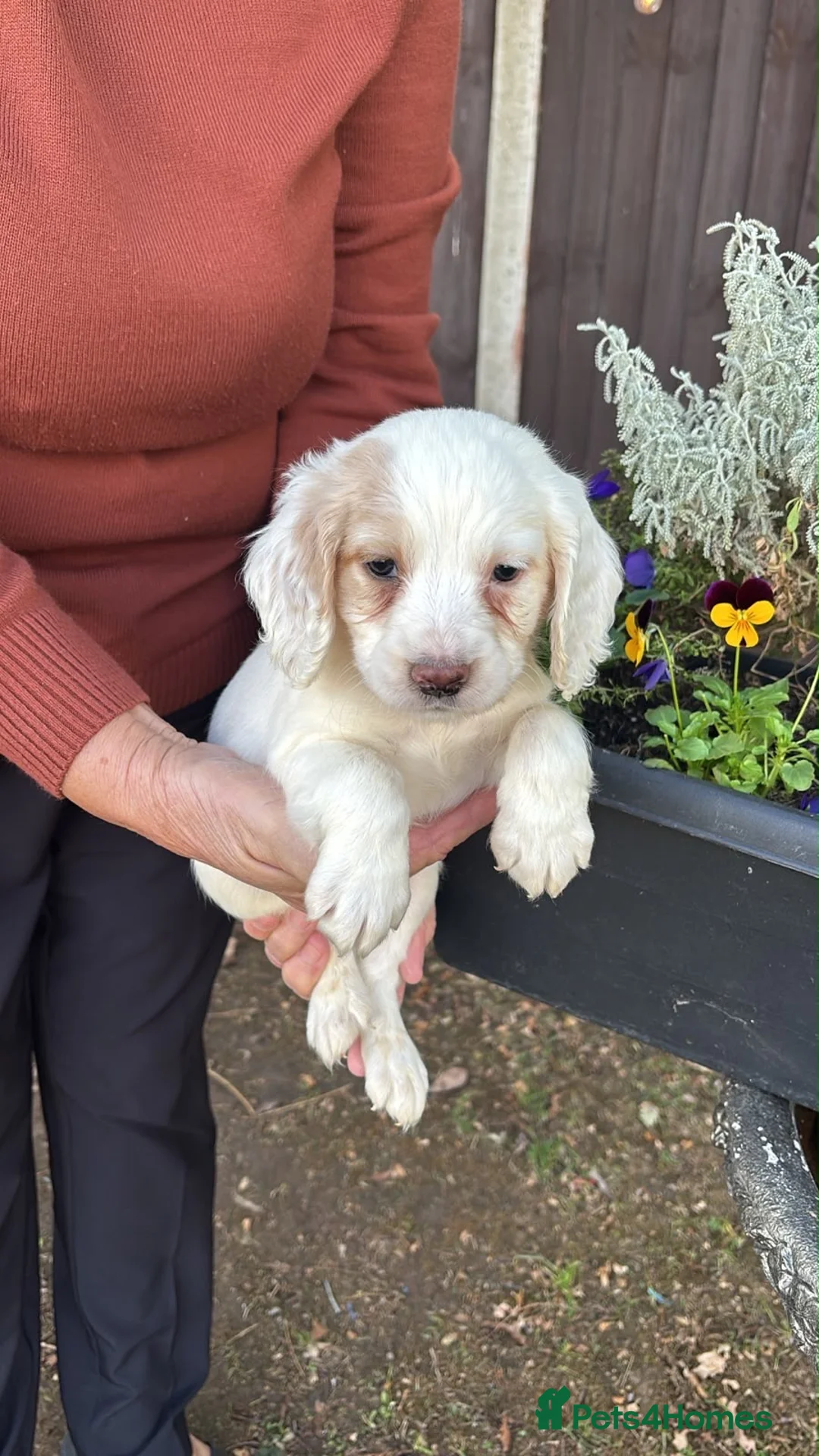 Cocker Spaniel dogs for sale: Working Cocker spaniel puppies  - Advert 2