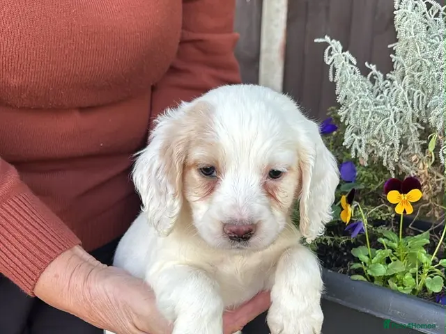 Cocker Spaniel dogs for sale: Working Cocker spaniel puppies - Advert 2