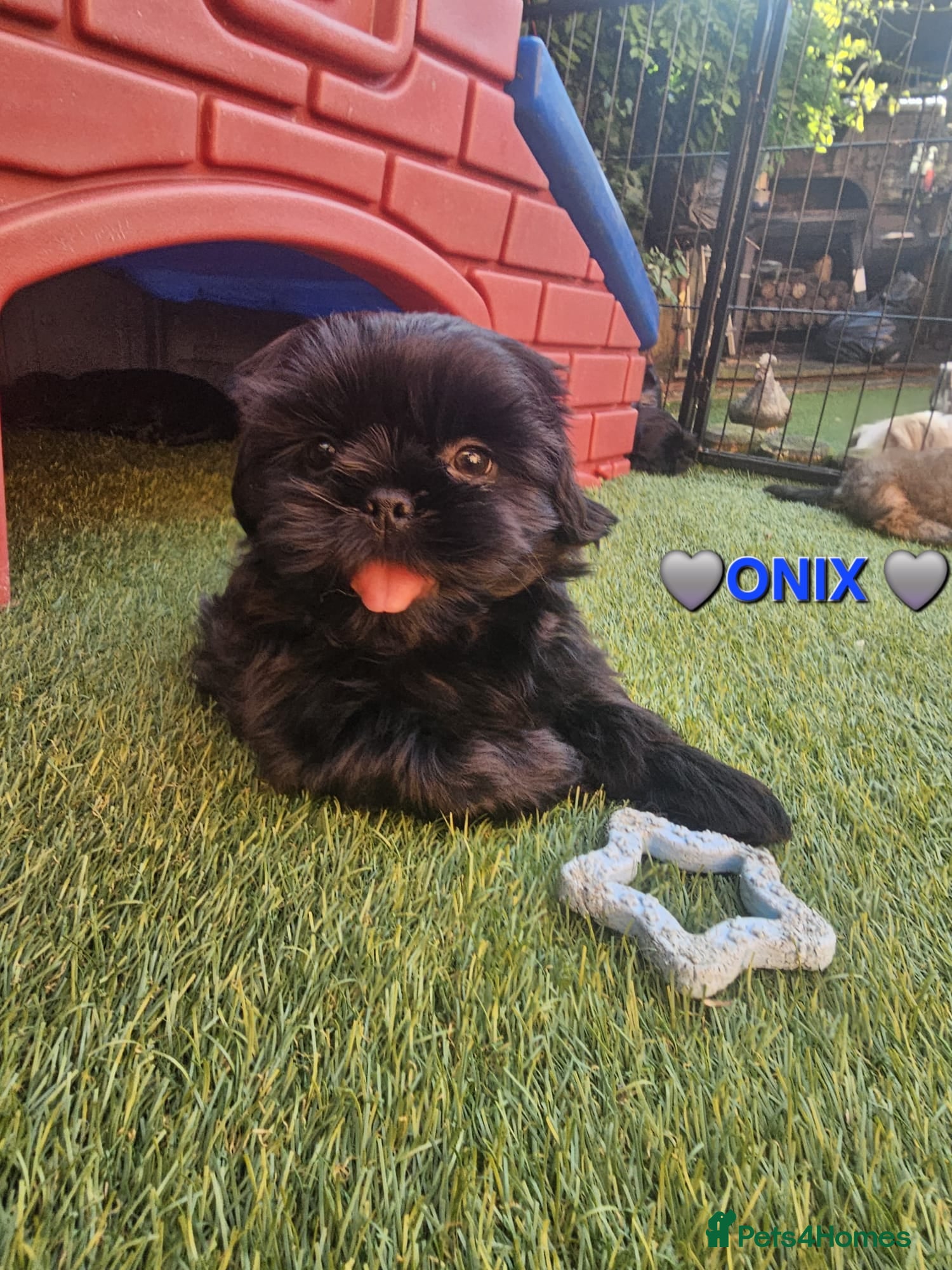 Shih Tzu dogs STUNNING PURE STANDARD SHIH TZU - Advert 5