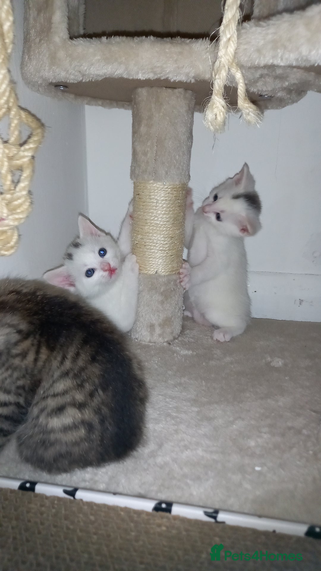 Mixed Breed cats for sale: 2 white 2 black  - Image 5