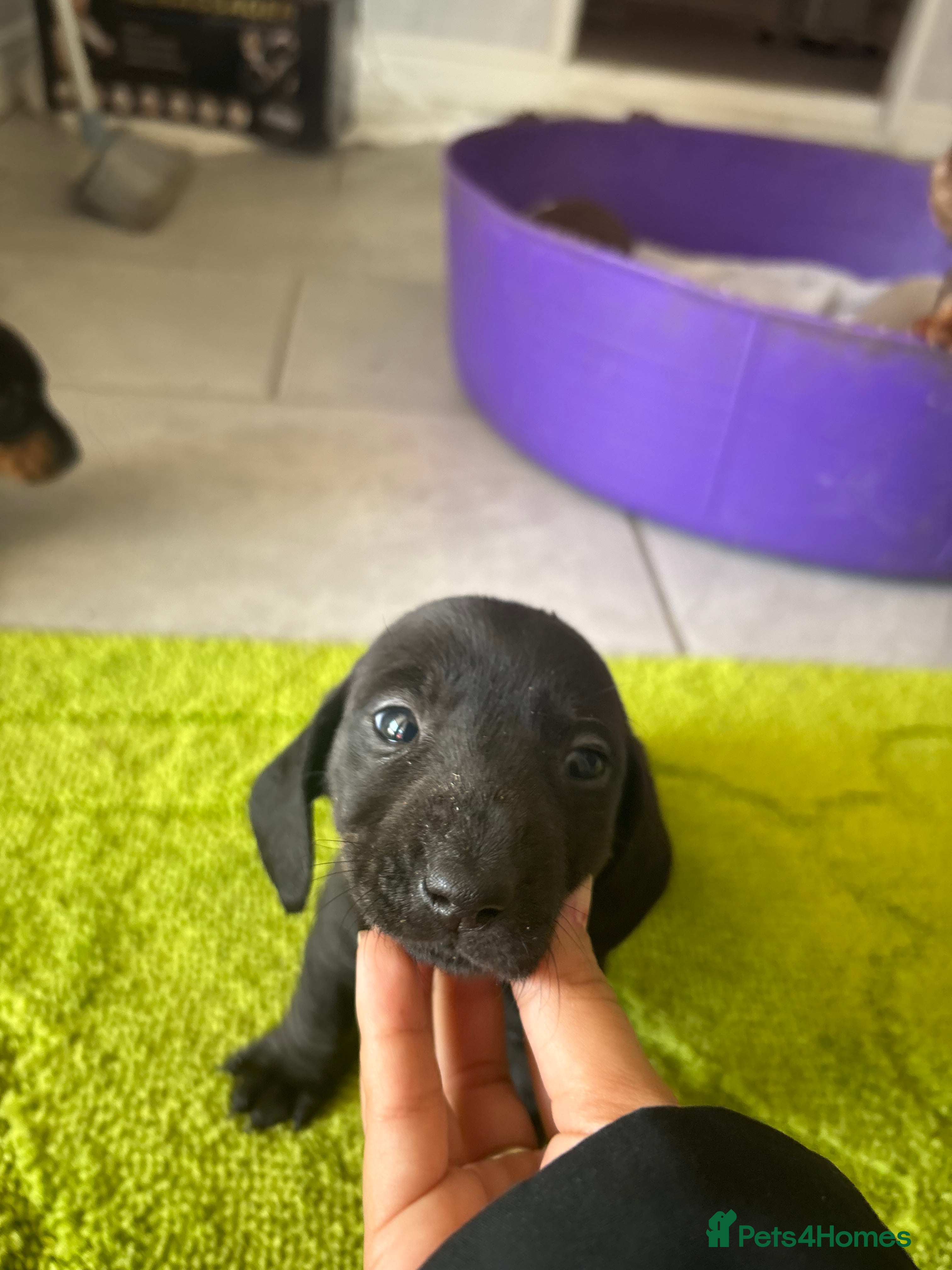 Miniature Dachshund dogs true tiny dachshunds! - Advert 9