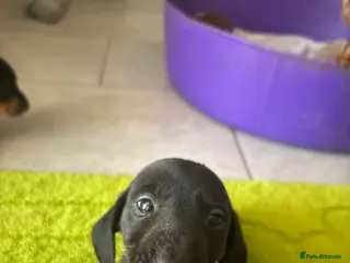 Miniature Dachshund dogs true tiny dachshunds! - Advert 9