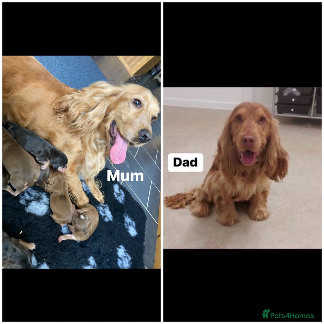 Cocker Spaniel dogs for sale: ⭐️ Stunning Show-Type Cocker Spaniel Puppies ⭐️ - Image 8