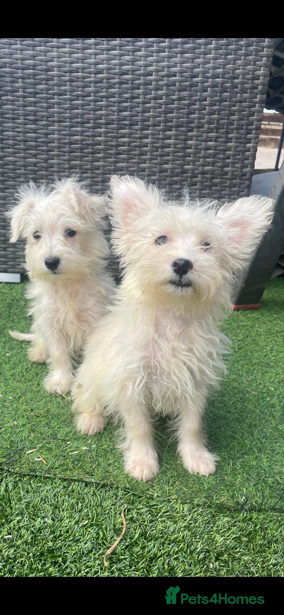 Mixed Breed dogs for sale: STUNNING WESTIE X POODLE PUPPIES  - Image 5