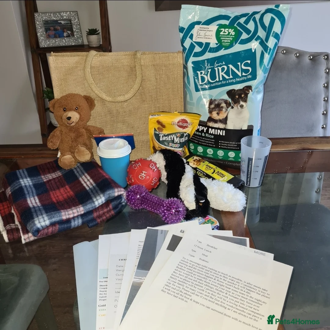 Cavapoo dogs for sale:  1 boy remaining. Health tested stunning cavapoos - Advert 9