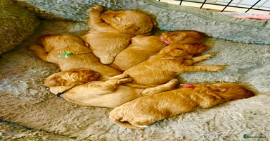 Cavapoo dogs - Advert 16